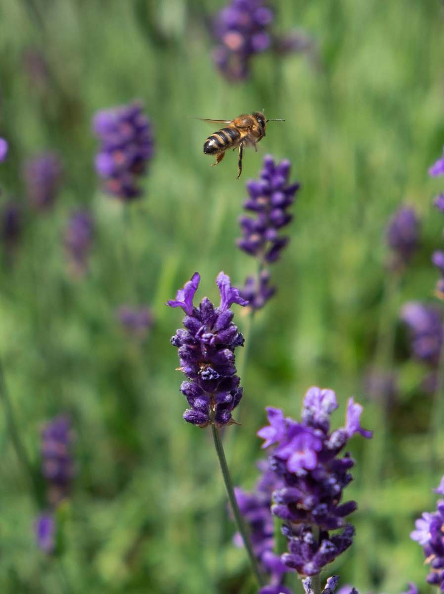 bee flying wasp surrounded lavender flower invertebrate